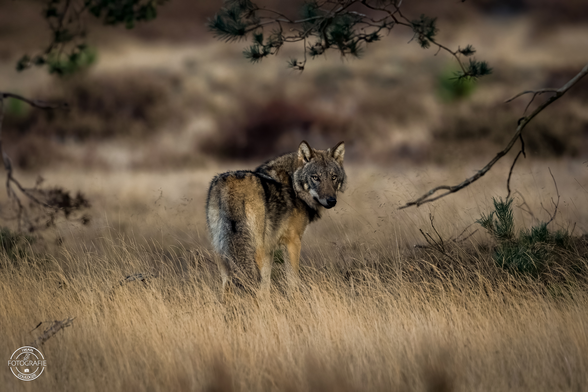 11 november 2022 171705 1R2A7086 bewerkt bewerkt